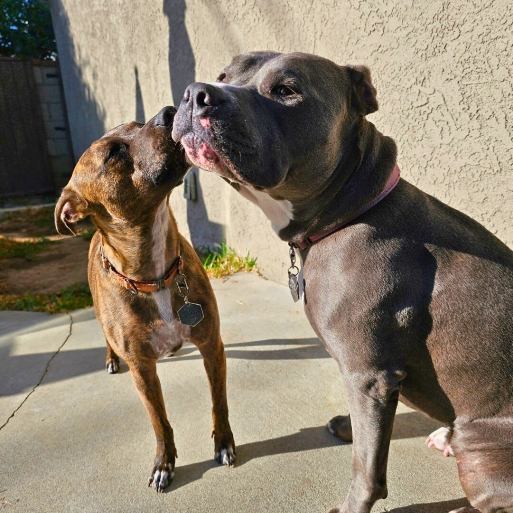 K9 Kismet dogs Steve and Fiona