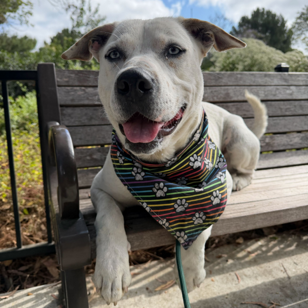 Light-colored dog sitting on a bench outdoors wearing a bandana