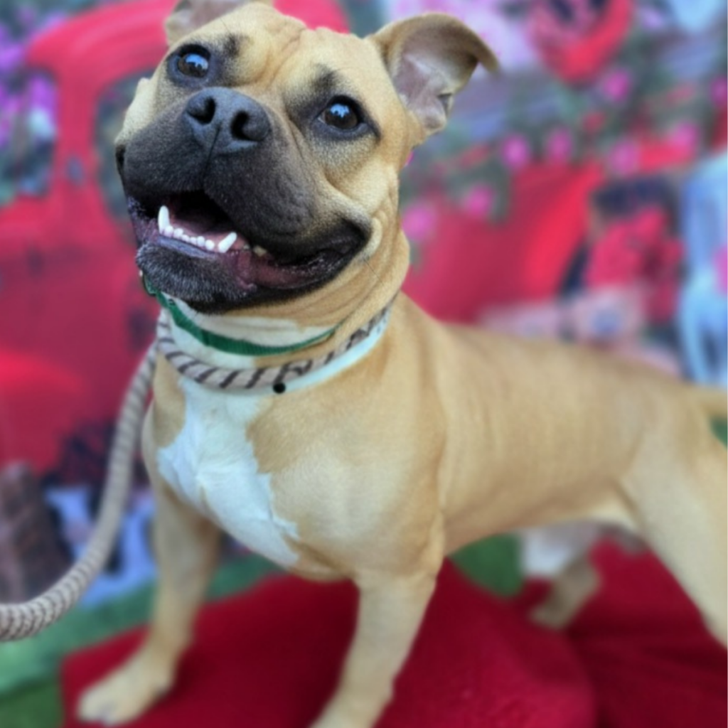 Happy tan dog with a green collar standing on a red blanket, looking up at the camera