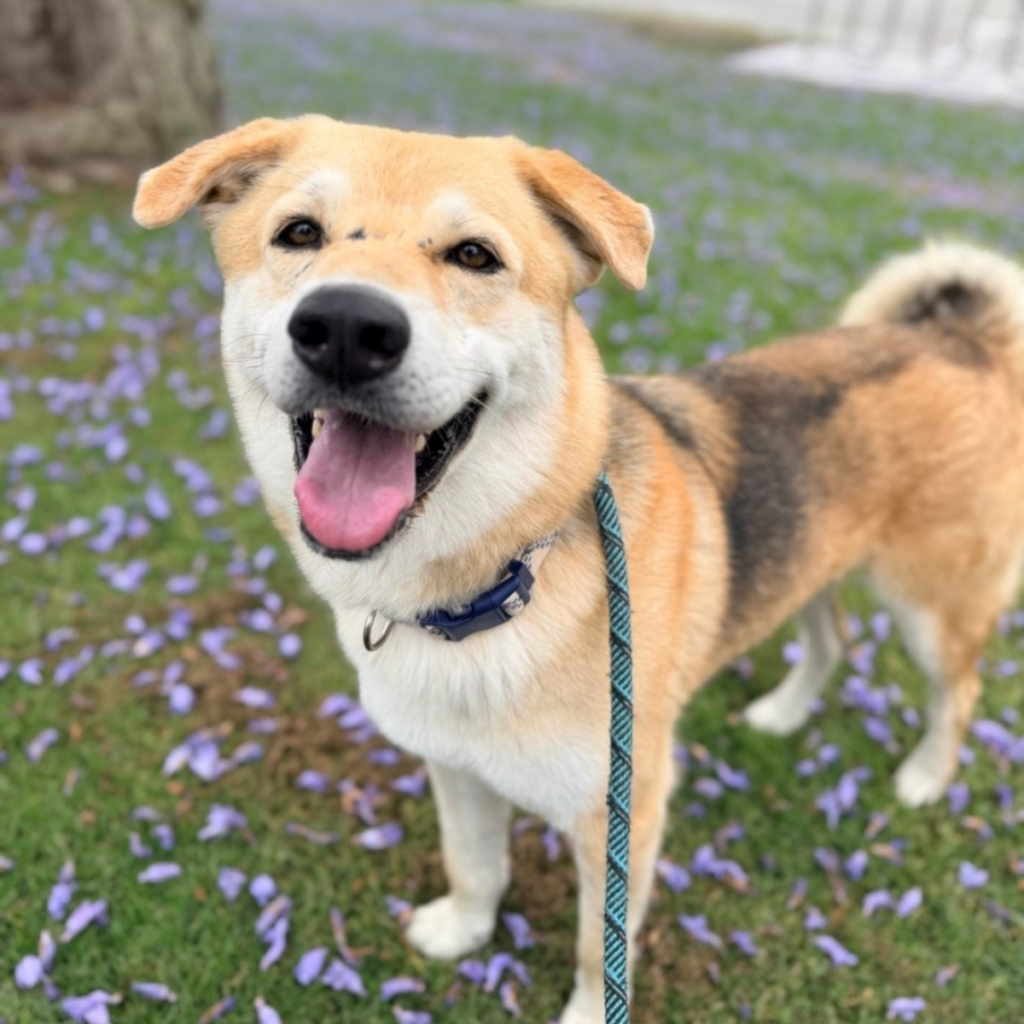 Smiling tan dog standing in a field of purple flowers, looking at the camera