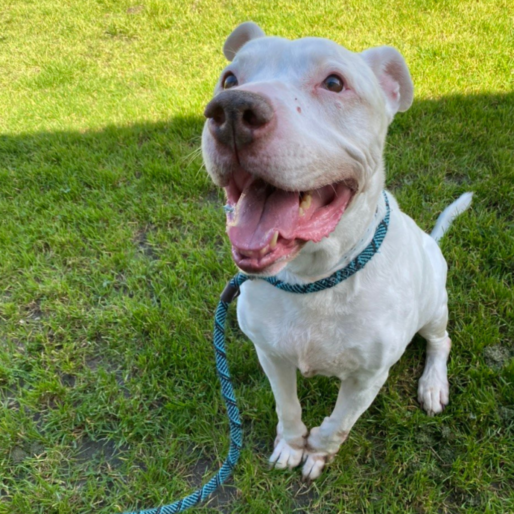 Howie at the park smiling