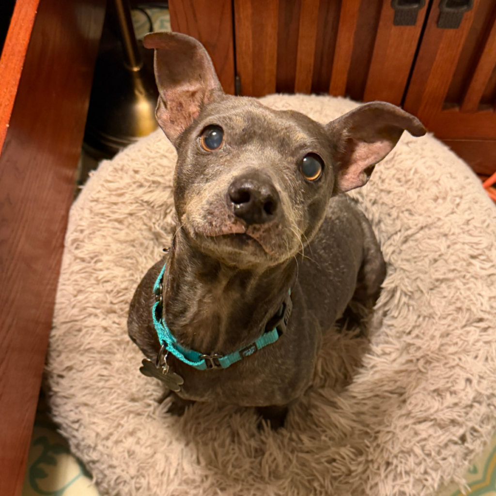 A small gray senior pitbull sitting on a round dog bed looking at the camera
