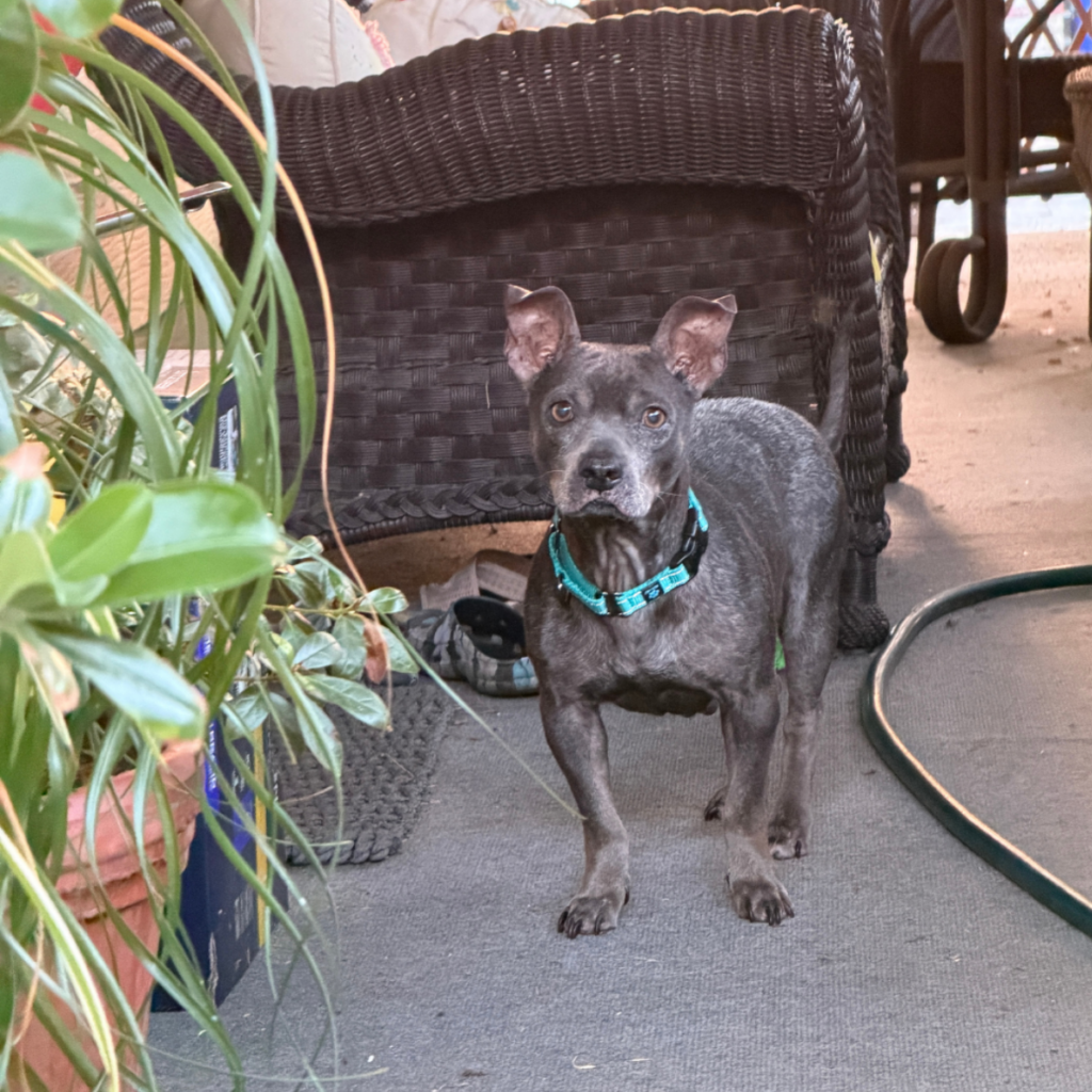 Mattie the small gray pitbull standing outside