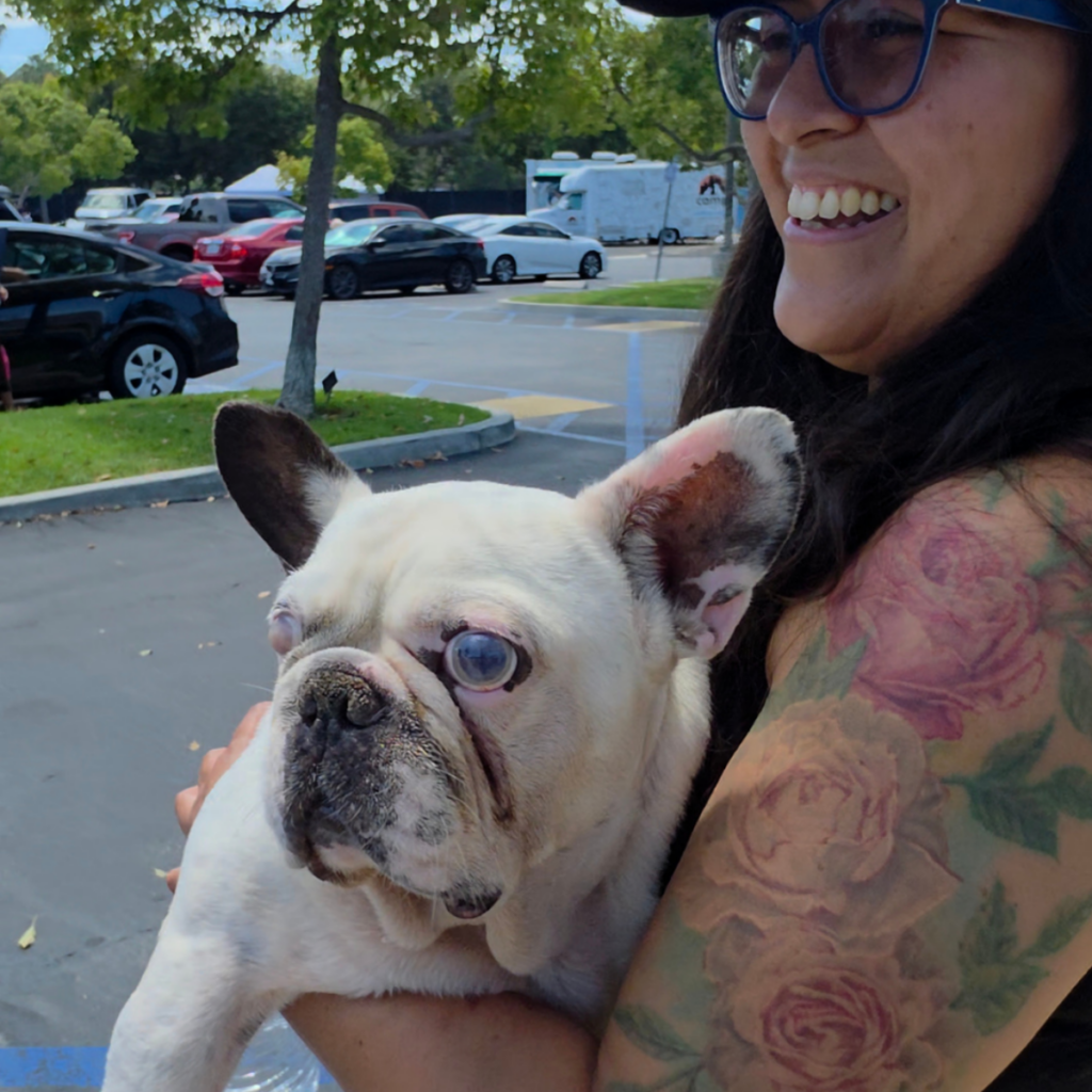 a senior french bulldog getting carried out of the animal shelter