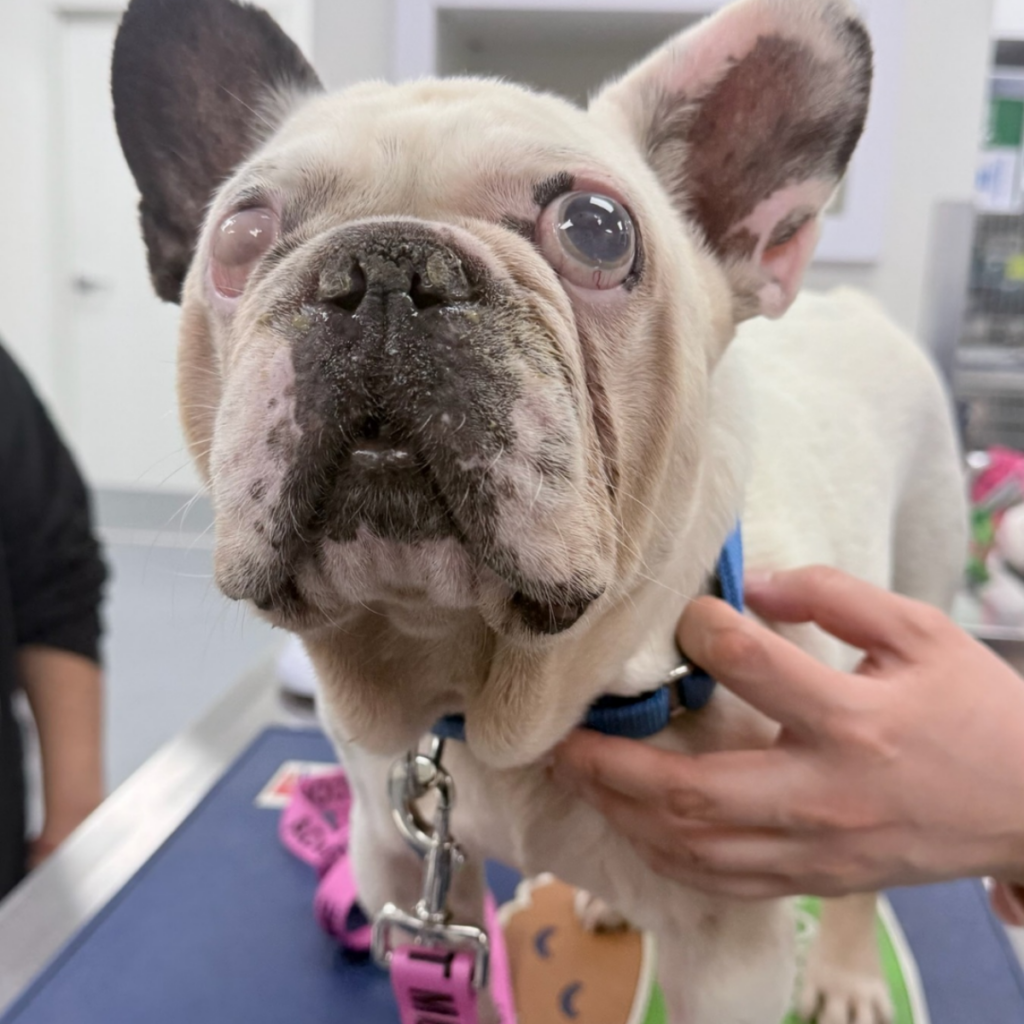 a senior french bulldog at the vet for examination
