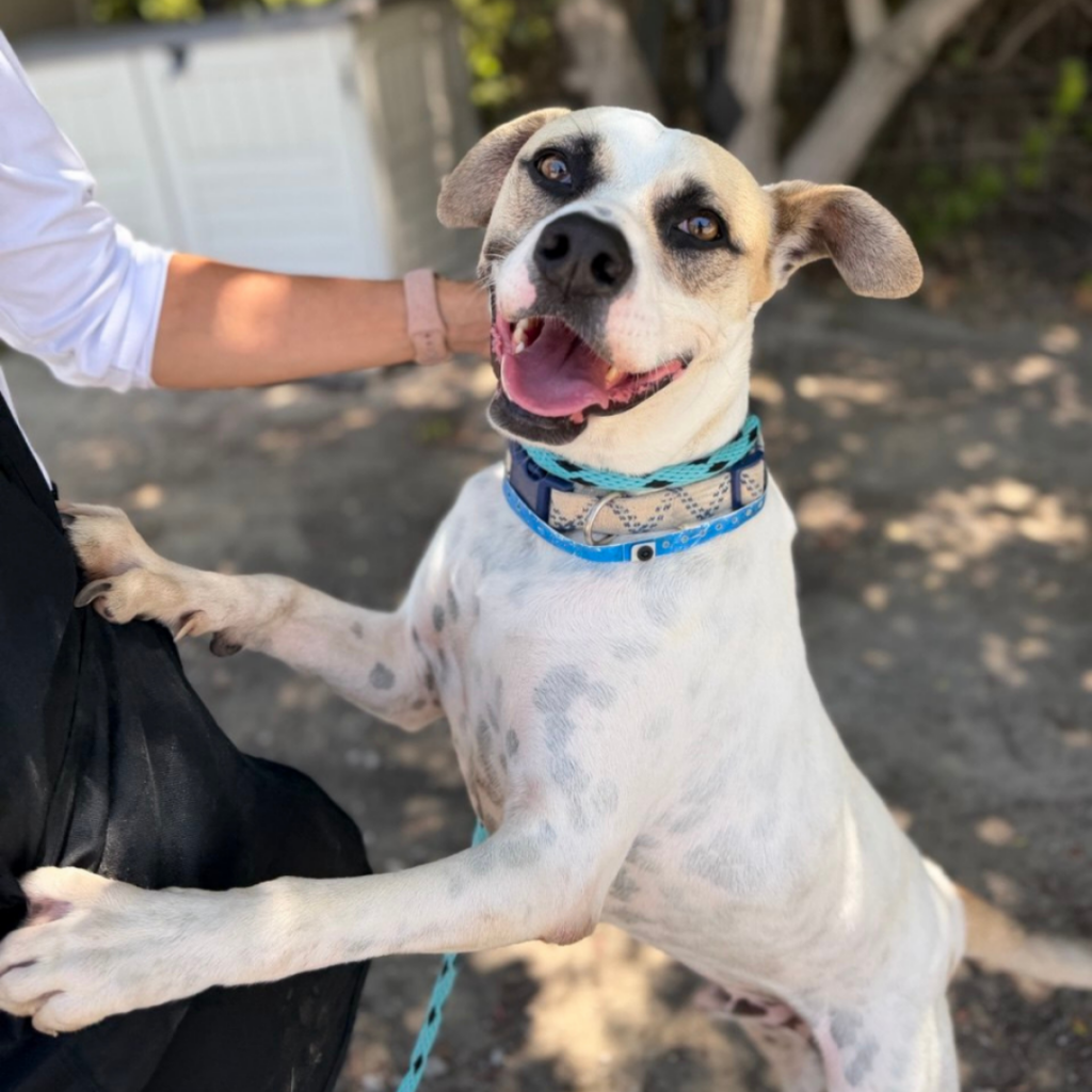 A brown and white dog standing with his paws on a person, smiling