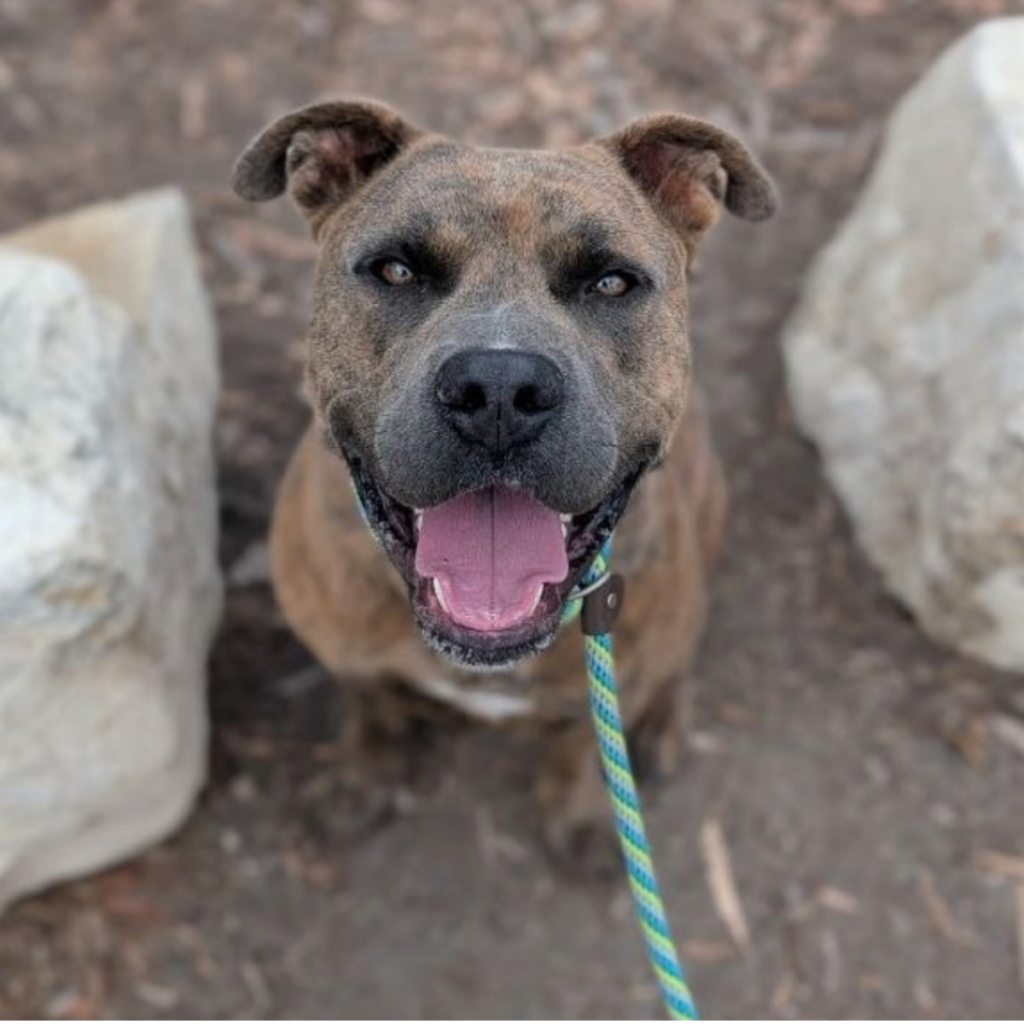 K.C., a brindle dog with a big smile, looking up at the camera while outdoors.