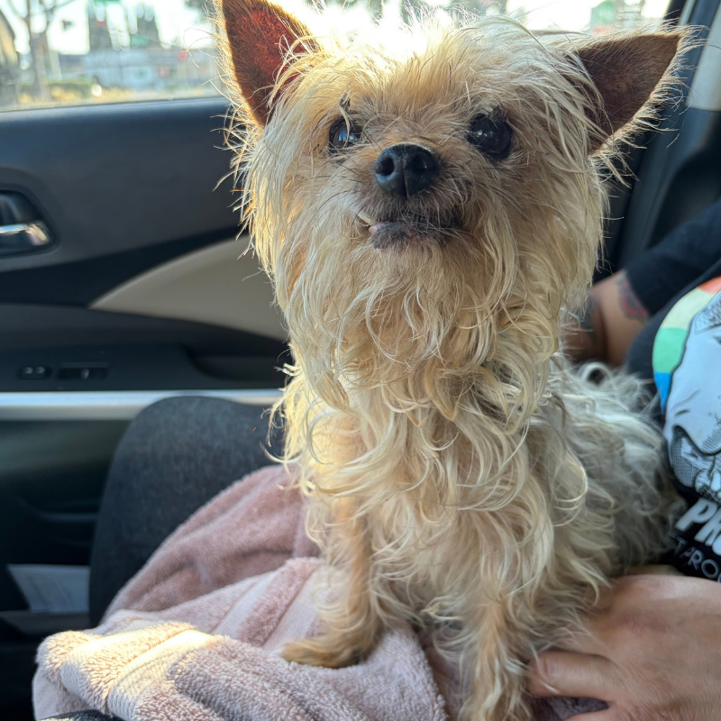 Límon, a small tan dog, looking at the camera while being held.