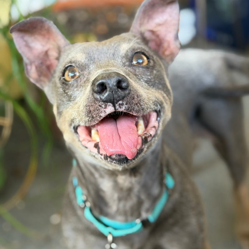 Mattie, a gray senior dog with big ears, smiling at the camera.