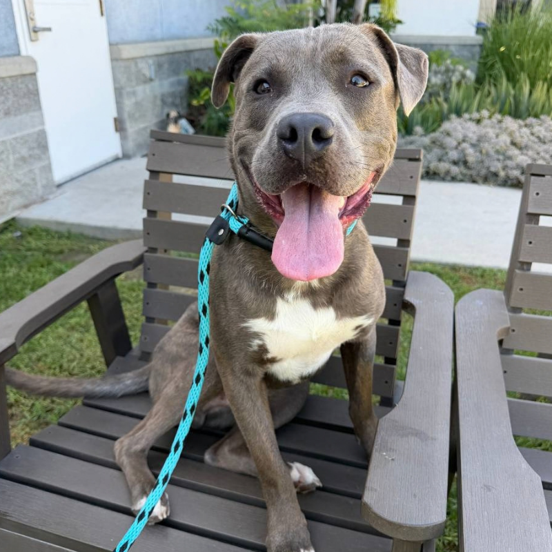 Platypus, a gray and white dog, smiling at the camera outdoors.