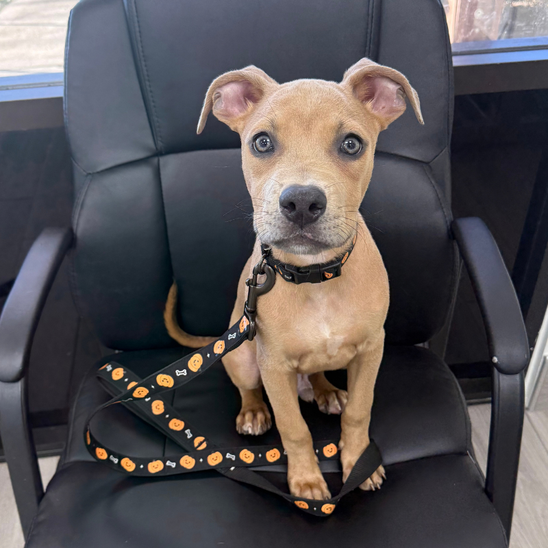 Springsteen, a tan dog with large ears, sitting and looking at the camera.